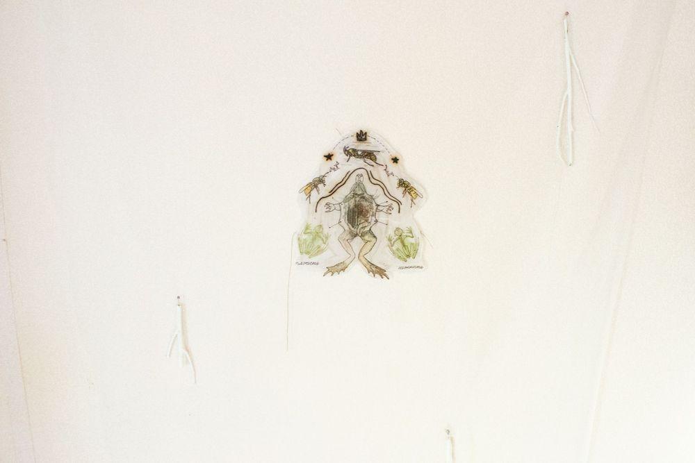 Showcase of Frogs and Wasps project