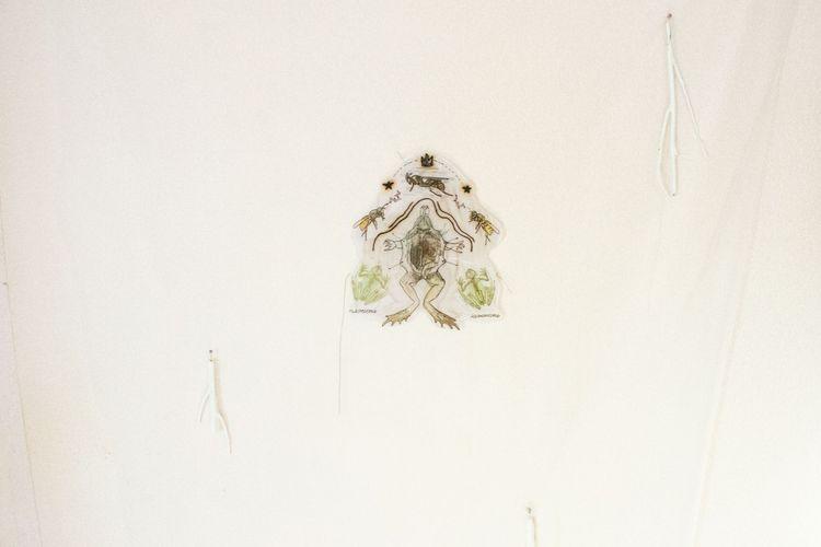 Showcase of Frogs and Wasps project