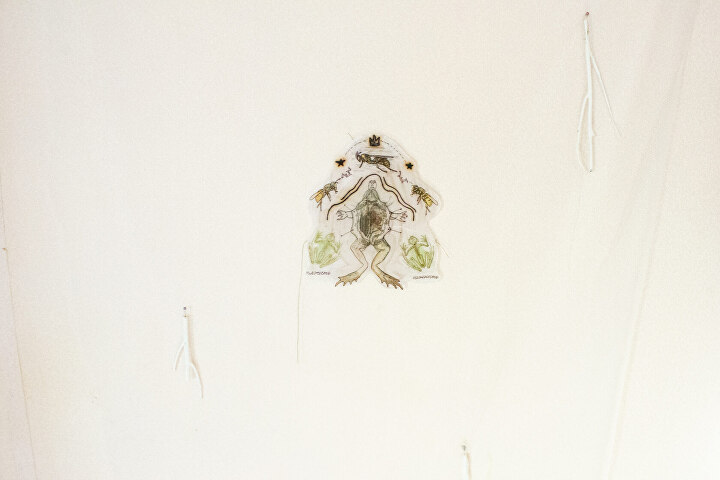 Showcase of Frogs and Wasps project